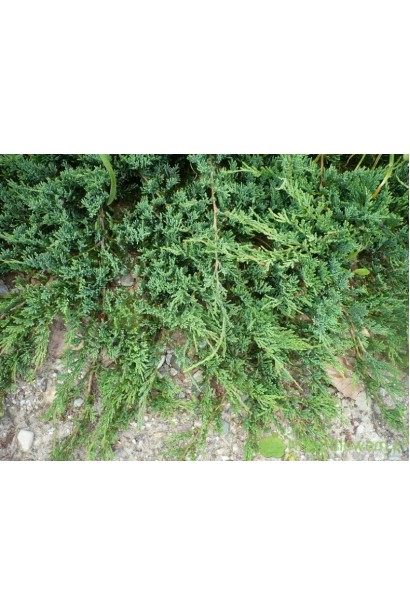 Стелючі пагони ялівця горизонтального ’Монтана’ 